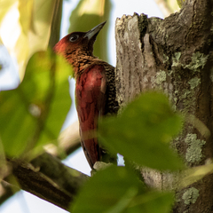 Chrysophlegma miniaceum