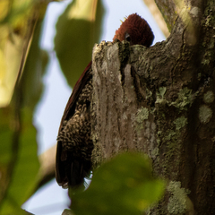 Chrysophlegma miniaceum