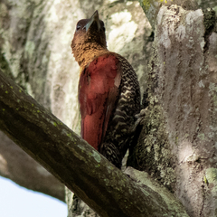 Chrysophlegma miniaceum