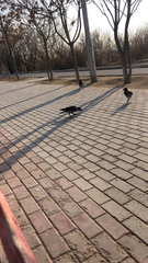Corvus cornix