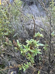 Diplacus aurantiacus