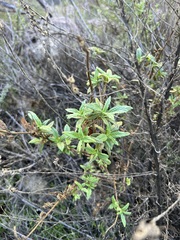 Diplacus aurantiacus