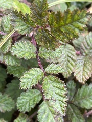 Rubus croceacanthus