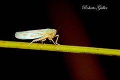 Ferrariana trivittata
