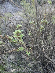 Diplacus aurantiacus