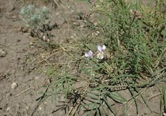 Astragalus silvisteppaceus