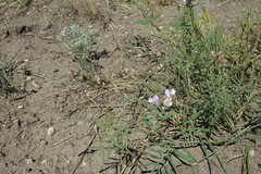 Astragalus silvisteppaceus