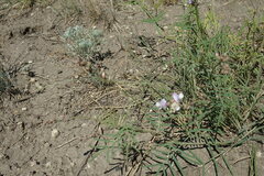 Astragalus silvisteppaceus
