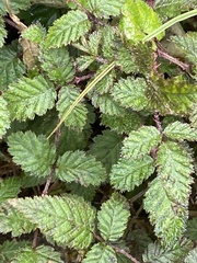 Rubus croceacanthus