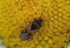Trapezonotus arenarius