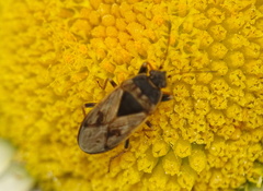 Trapezonotus arenarius