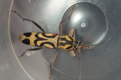 Chlorophorus annularis