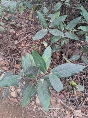Laurus nobilis