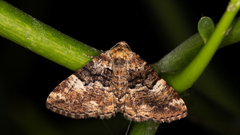 Aporoctena scierodes