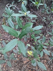 Laurus nobilis