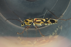 Chlorophorus annularis