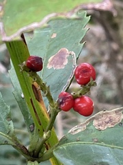 Sarcandra glabra