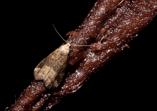 Pinion-streaked Snout, photo 4 of 7