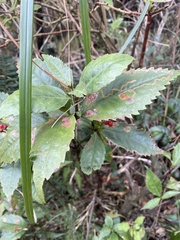 Sarcandra glabra