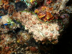 Dolabrifera brazieri