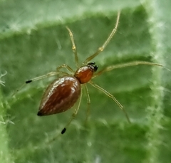 Coleosoma