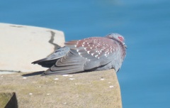 Columba guinea phaeonota