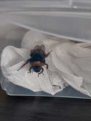 Bombus terrestris lusitanicus