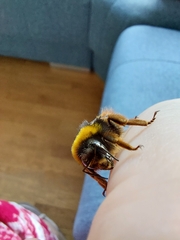 Bombus terrestris lusitanicus