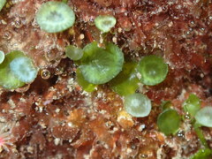 Caulerpa chemnitzia