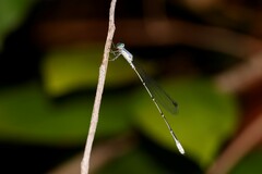 Labidiosticta vallisi