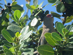 Urocolius indicus indicus