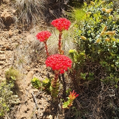 Crassula coccinea