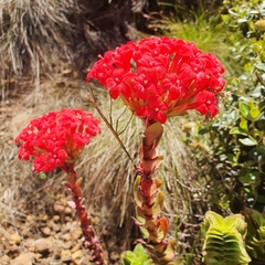 Crassula coccinea