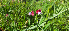 Lathyrus clymenum