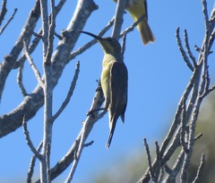 Nectarinia famosa famosa