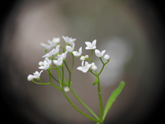 Galium elongatum