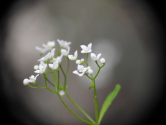 Galium elongatum
