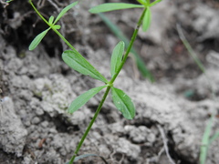 Galium elongatum
