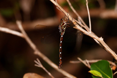 Austroaeschna pulchra