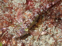 Enneapterygius atrogulare