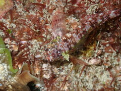 Enneapterygius atrogulare