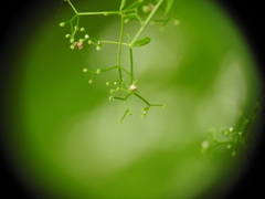 Galium elongatum