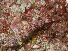 Enneapterygius atrogulare