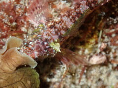 Enneapterygius atrogulare