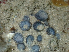 Astrangia woodsi