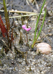 Utricularia resupinata