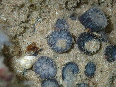 Astrangia woodsi