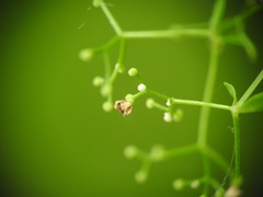 Galium elongatum