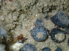Astrangia woodsi