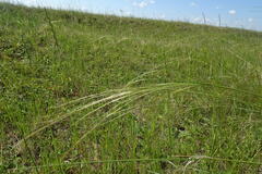 Stipa korshinskyi
